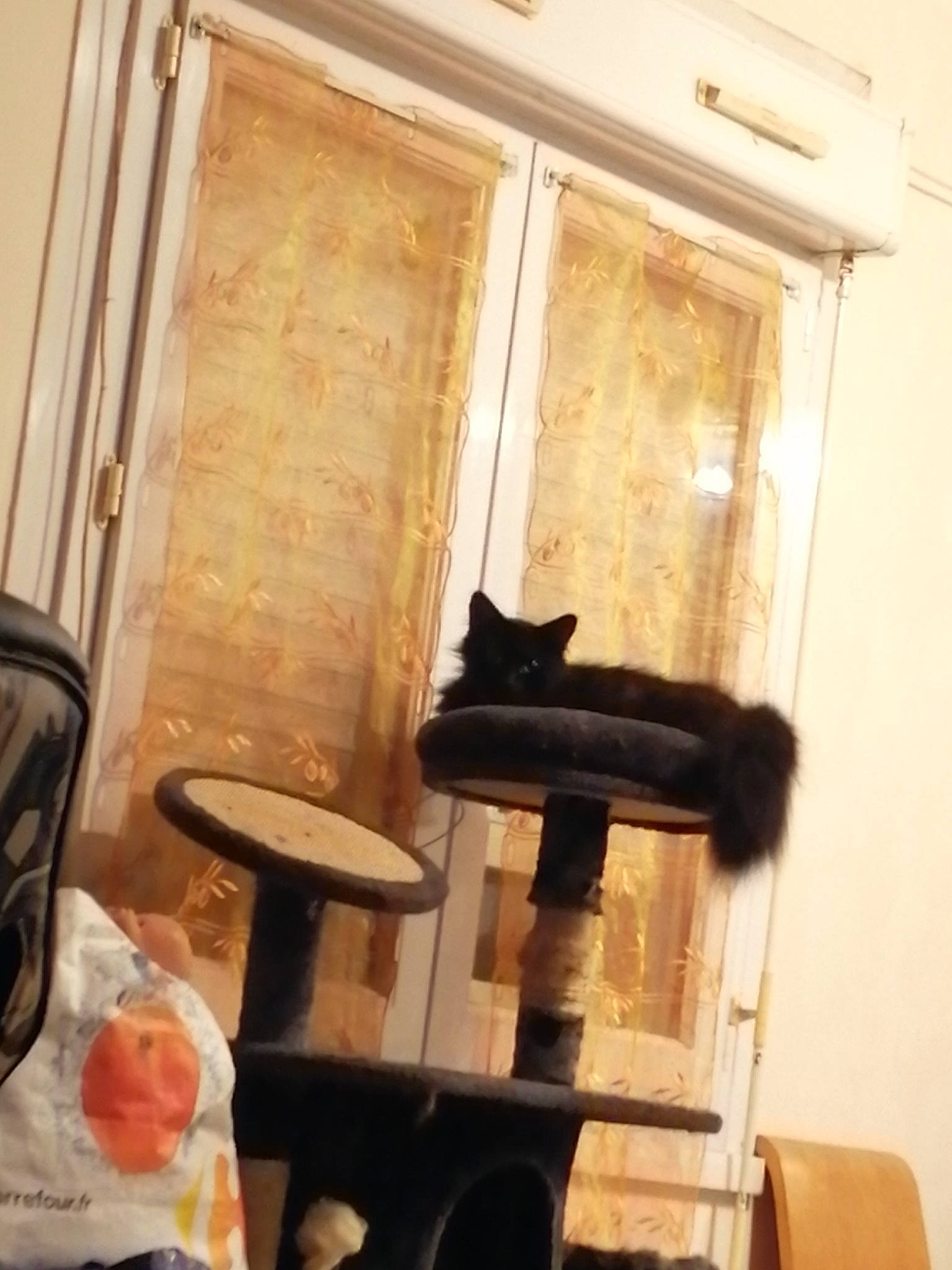 Snowbel a rejoint le concours — aidez-le/la à gagner de superbes lots ! black_cat, cat, chair, felidae, furniture, home, house, interior_design, kitten, room, small_to_medium_sized_cats, square, table, window, wood