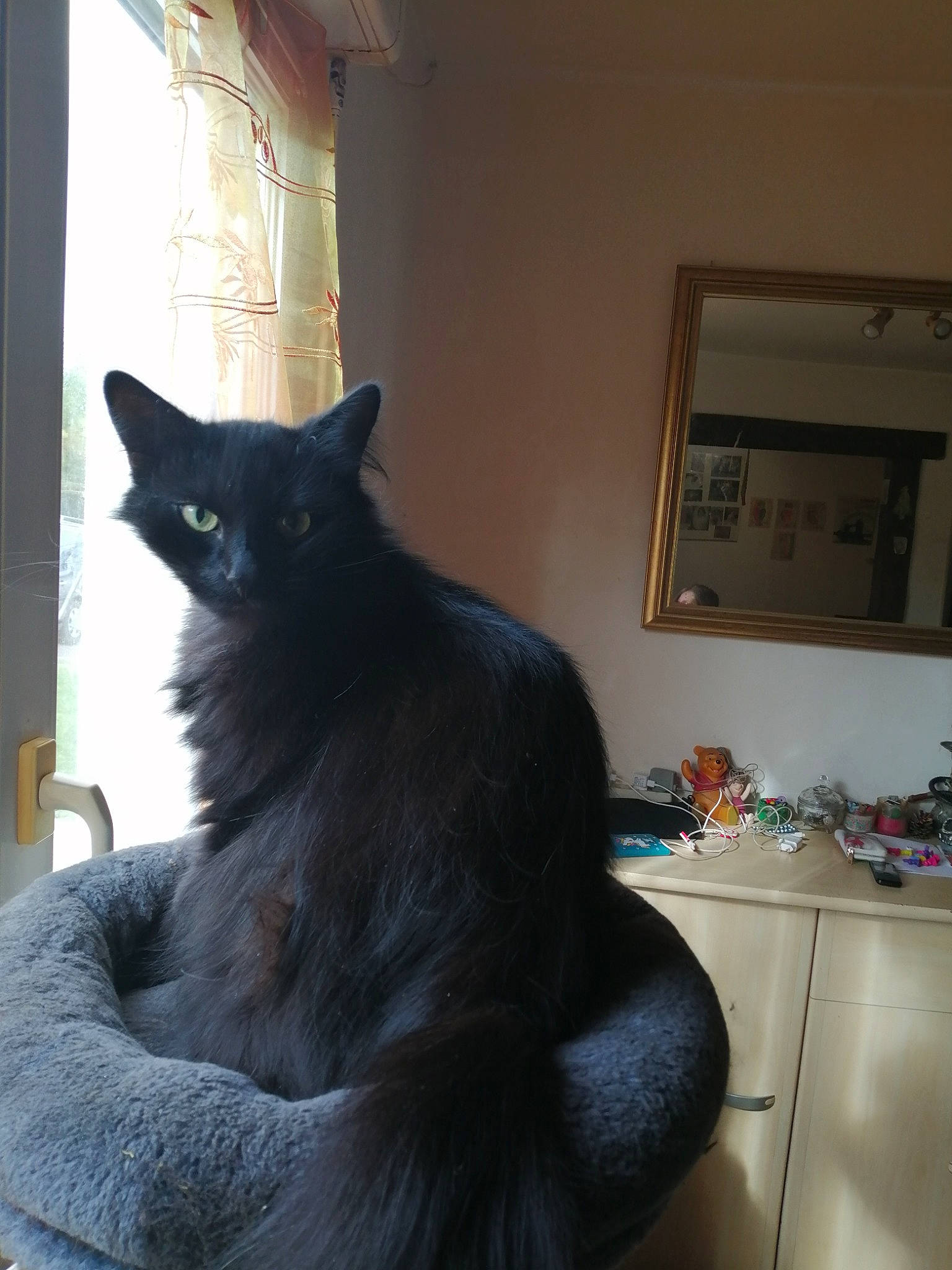 Snowbel participe au concours pour gagner de l'argent avec cette photo : asian, black, black_cat, carnivore, cat, domestic_short_haired_cat, ear, felidae, fur, korat, mammal, nebelung, room, russian_blue, small_to_medium_sized_cats, tail, whiskers, window