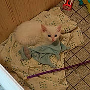 Neige a rejoint le concours — aidez-le/la à gagner de superbes lots ! kitten, white_cat, blanket, toy, floor, tile_floor, cat_toy, indoor, pet, small_animal, cute, resting, curious, cozy, furry, animal, domestic_cat, looking, young_cat, playful