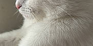 Moon participe au concours pour gagner de l'argent avec cette photo : white_cat, cat, feline, whiskers, fur, close_up, profile, side_view, ear, paw, nose, window_light, indoor, pet, portrait, soft_texture, serene, looking_away, domestic_animal, white_fur