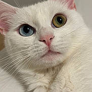 Moon a rejoint le concours — aidez-le/la à gagner de superbes lots ! cat, white_cat, heterochromia, close_up, portrait, whiskers, pink_nose, fur, blue_eye, green_eye, pet, feline, indoor, soft_texture, adorable, curious, staring, macro, face, muzzle