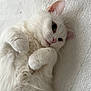Moon a rejoint le concours — aidez-le/la à gagner de superbes lots ! cat, white_cat, blue_eyes, pink_nose, fluffy_fur, paws, whiskers, lying_on_back, close_up, portrait, indoor, bed, blanket, cozy, soft_texture, pet, domestic_cat, relaxed, cute, fur_detail