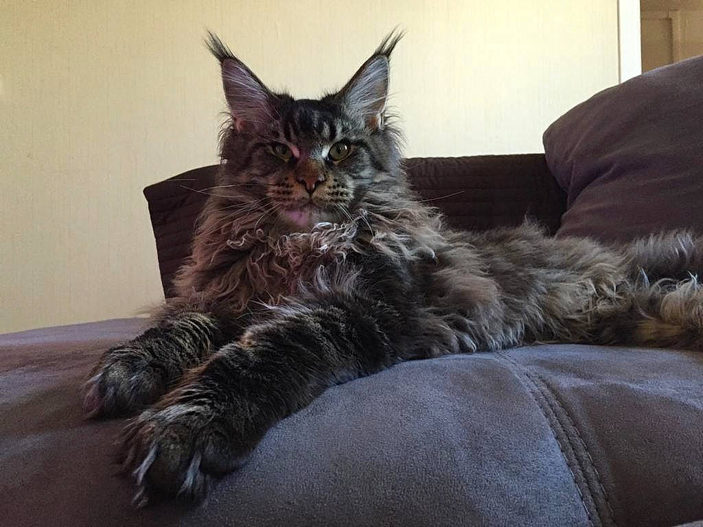 Lulu a rejoint le concours — aidez-le/la à gagner de superbes lots ! bed, bedding, carnivore, cat, claw, comfort, domestic_short_haired_cat, eye, felidae, fur, grey, hardwood, paw, room, sitting, small_to_medium_sized_cats, snout, tail, terrestrial_animal, whiskers