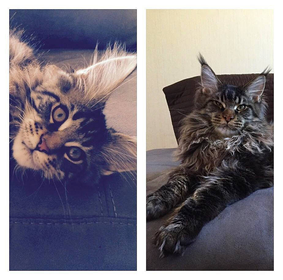 Lulu participe au concours pour gagner de l'argent avec cette photo : art, beauty, carnivore, cat, claw, domestic_short_haired_cat, felidae, fur, gesture, metal, paw, rectangle, small_to_medium_sized_cats, snapshot, snout, square, stock_photography, tail, whiskers, wildlife