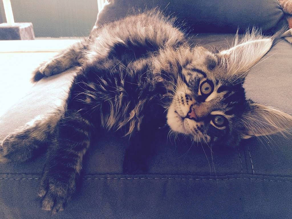 Lulu a rejoint le concours — aidez-le/la à gagner de superbes lots ! carnivore, cat, claw, cloud, comfort, domestic_short_haired_cat, felidae, fur, grass, maine_coon, nap, paw, plant, sand, sitting, sleep, small_to_medium_sized_cats, snout, tail, whiskers