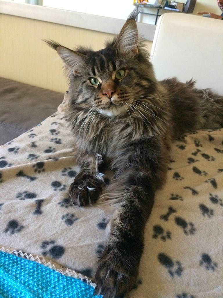 Lulu a rejoint le concours — aidez-le/la à gagner de superbes lots ! box, carnivore, cat, claw, comfort, domestic_short_haired_cat, drawer, felidae, flooring, fur, pattern, paw, small_to_medium_sized_cats, snout, tail, terrestrial_animal, whiskers, window