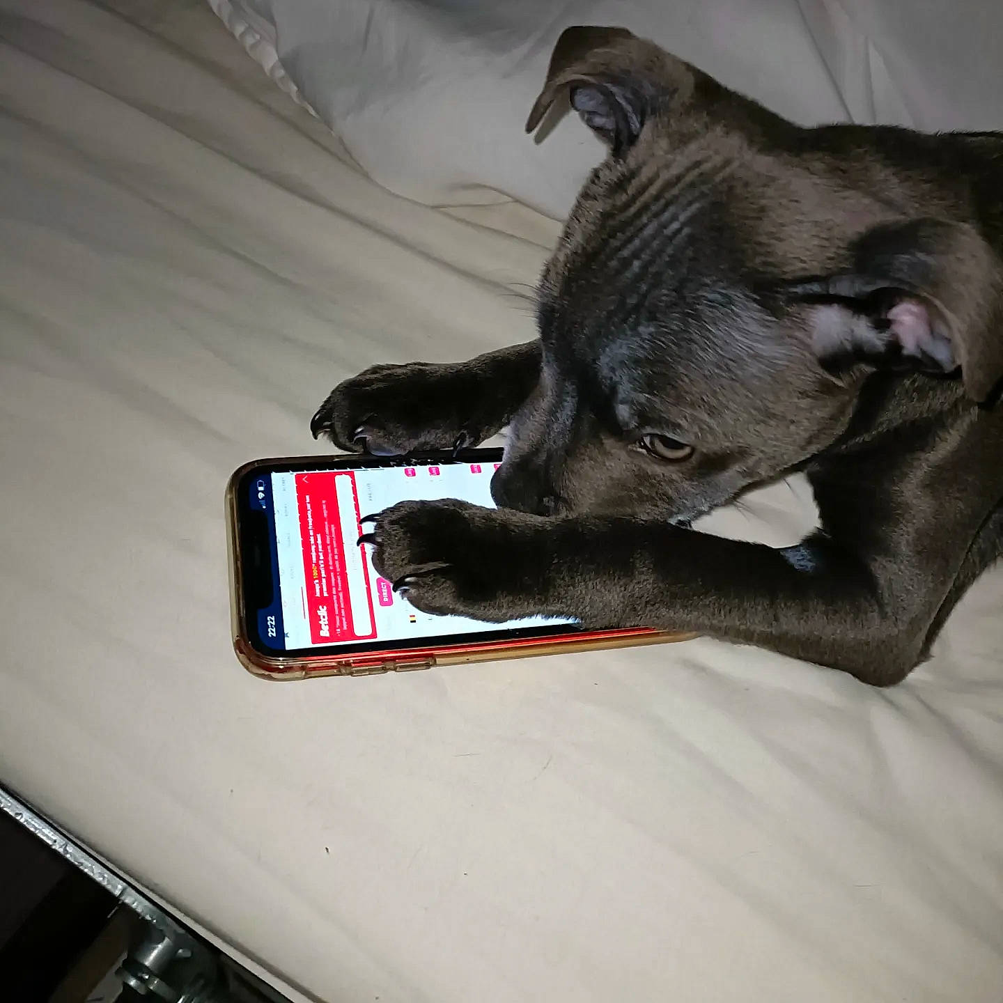 Sensei participe au concours pour gagner de l'argent avec cette photo : automotive_exterior, automotive_lighting, automotive_mirror, bumper, carnivore, comfort, communication_device, companion_dog, dog, dog_breed, hood, liver, mobile_phone, portable_communications_device, rear_view_mirror, toy_dog, vehicle_door, whiskers, windshield, working_animal