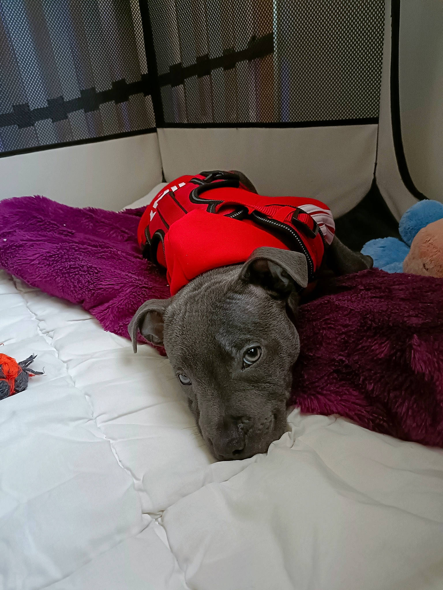 Sensei a rejoint le concours — aidez-le/la à gagner de superbes lots ! bedding, canidae, carmine, carnivore, comfort, companion_dog, dog, dog_breed, dog_supply, fawn, fur, grey, linens, liver, magenta, snout, sporting_group, tail, wool, working_animal