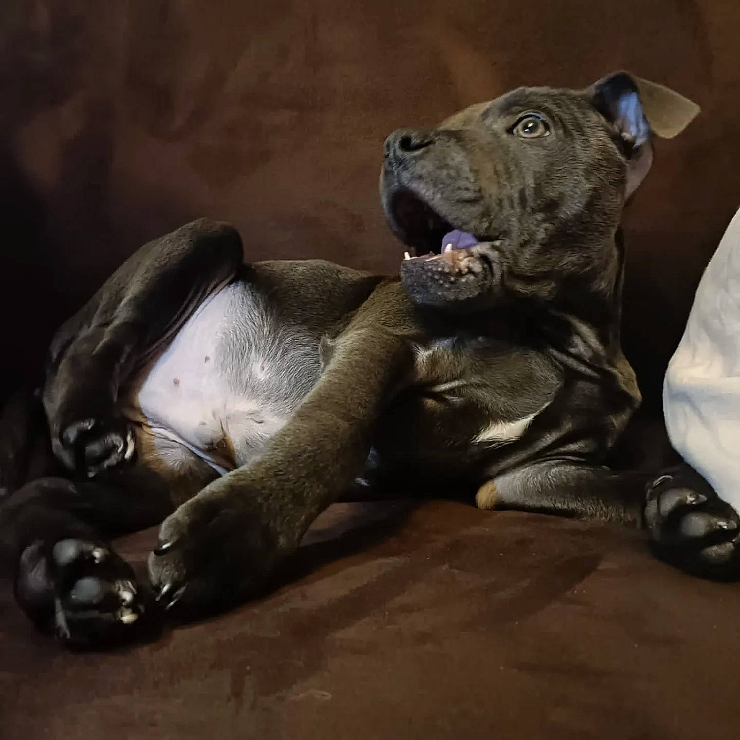 Sensei a rejoint le concours — aidez-le/la à gagner de superbes lots ! art, big_cats, carnivore, claw, companion_dog, dog, dog_breed, eye, fawn, felidae, fur, metal, paw, sculpture, small_to_medium_sized_cats, snout, statue, tail, terrestrial_animal, whiskers