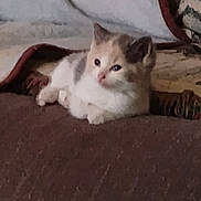 Sissy is registered to the contest to win money with this photo: kitten, cat, animal, pet, feline, fur, resting, indoor, cozy, blanket, soft, cute, small, young, domestic, comfort, relaxation, lying, mammal, whiskers