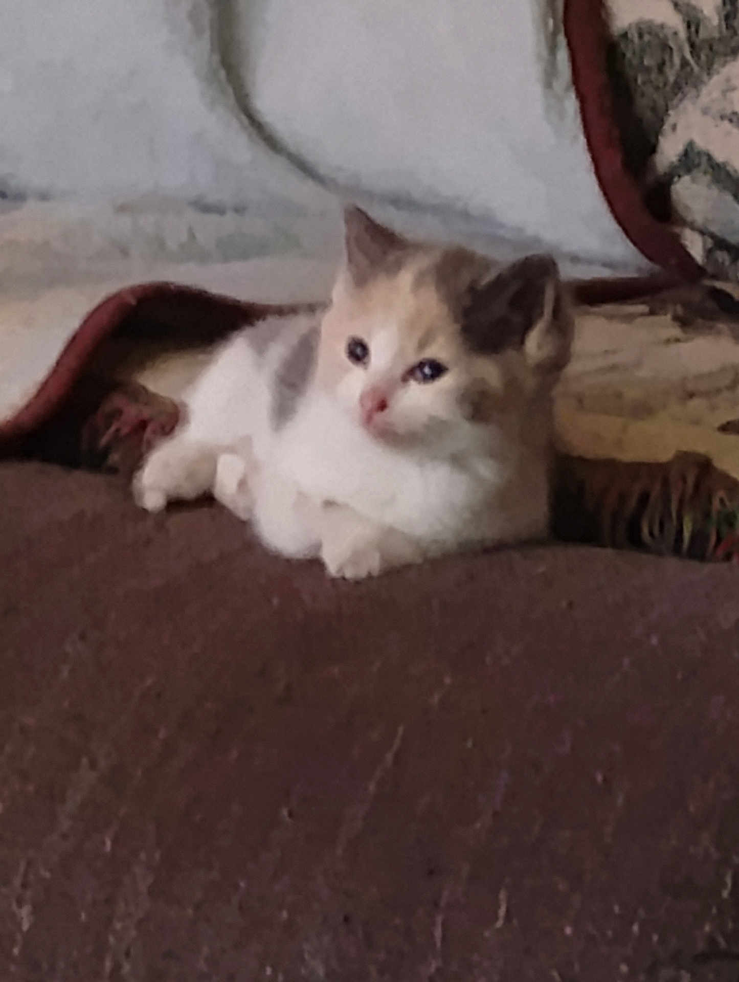 Sissy is registered to the contest to win money with this photo: kitten, cat, animal, pet, feline, fur, resting, indoor, cozy, blanket, soft, cute, small, young, domestic, comfort, relaxation, lying, mammal, whiskers