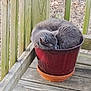 cat, gray_cat, flower_pot, porch, wooden_floor, wooden_railings, sleeping, curled_up, pet, animal, cozy, outdoor, resting, domestic_cat, cute, small_space, relaxed, feline, nature, container