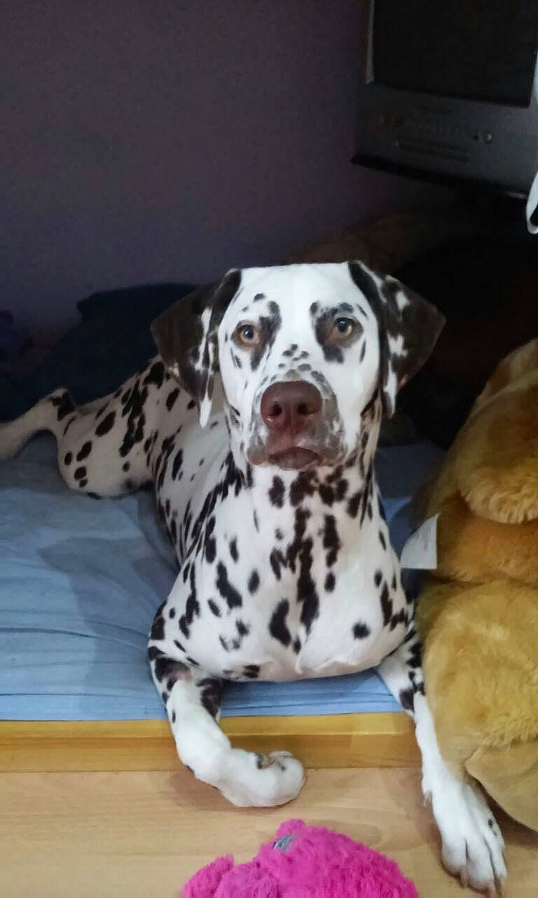 Swatch a rejoint le concours — aidez-le/la à gagner de superbes lots ! canidae, carnivore, companion_dog, computer_keyboard, dalmatian, dog, dog_breed, dog_supply, fawn, flooring, fur, non_sporting_group, paw, snout, sporting_group, terrestrial_animal, whiskers, working_animal, working_dog