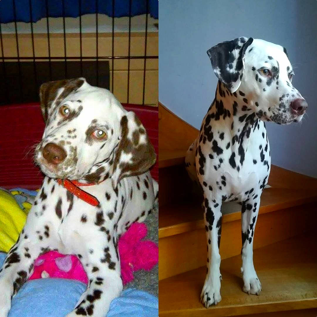 Swatch a rejoint le concours — aidez-le/la à gagner de superbes lots ! canidae, carnivore, collar, companion_dog, dalmatian, dog, dog_breed, dog_collar, dog_supply, fawn, fur, non_sporting_group, paw, pet_supply, snout, sporting_group, terrestrial_animal, working_animal