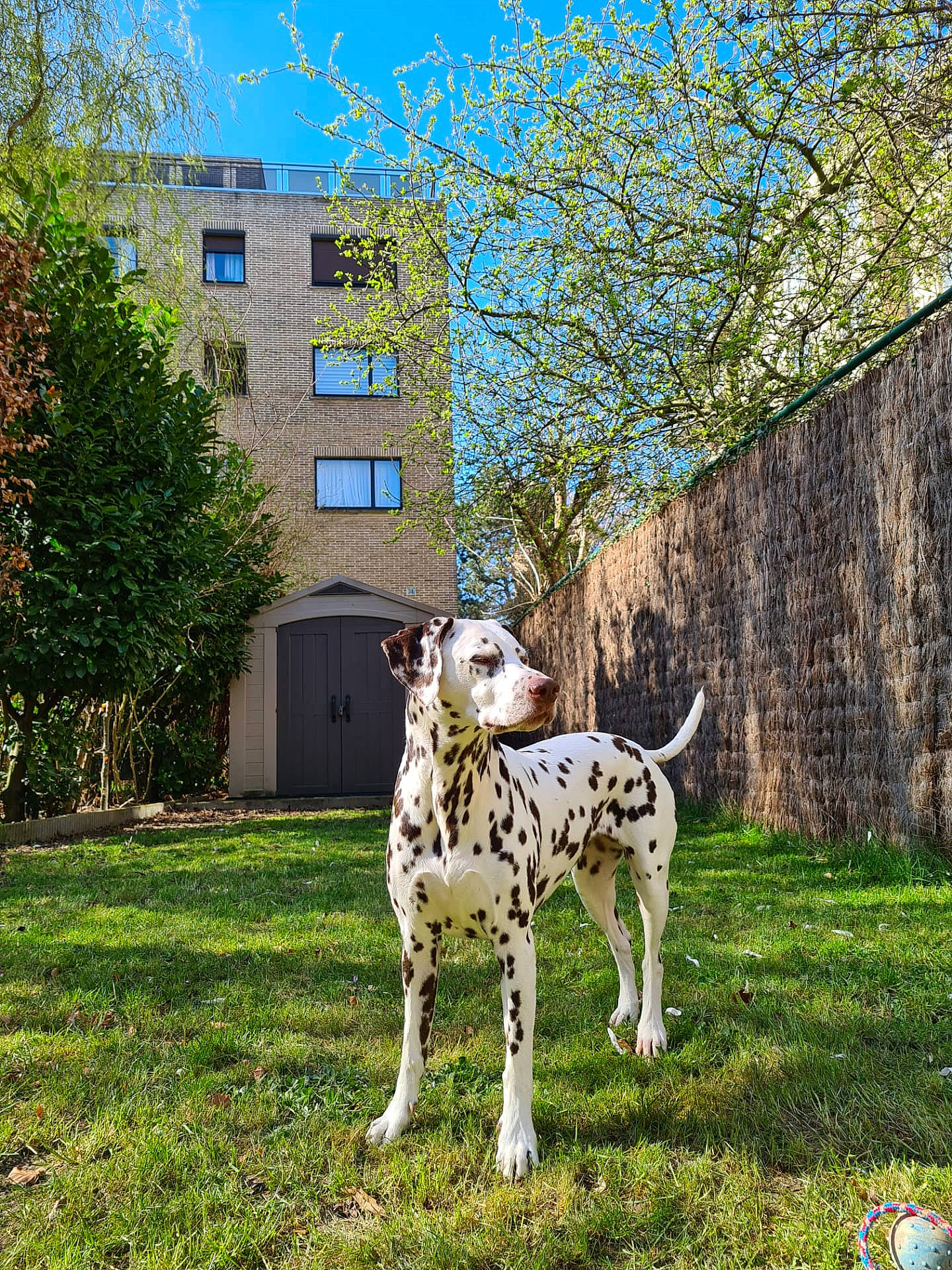 Swatch participe au concours pour gagner de l'argent avec cette photo : branch, building, carnivore, dog_breed, fawn, grass, grassland, landscape, lawn, leaf, meadow, plant, rural_area, sky, snout, terrestrial_animal, tree, window, wood, working_animal