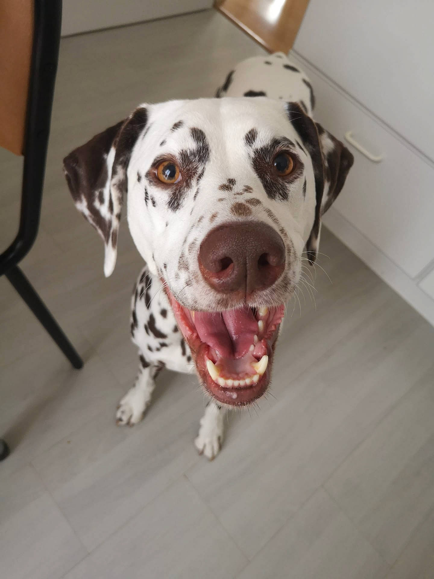 Swatch a rejoint le concours — aidez-le/la à gagner de superbes lots ! canidae, carnivore, collar, companion_dog, dog, dog_breed, dog_collar, fawn, guard_dog, jaw, non_sporting_group, pet_supply, snout, sporting_group, whiskers, working_animal, working_dog