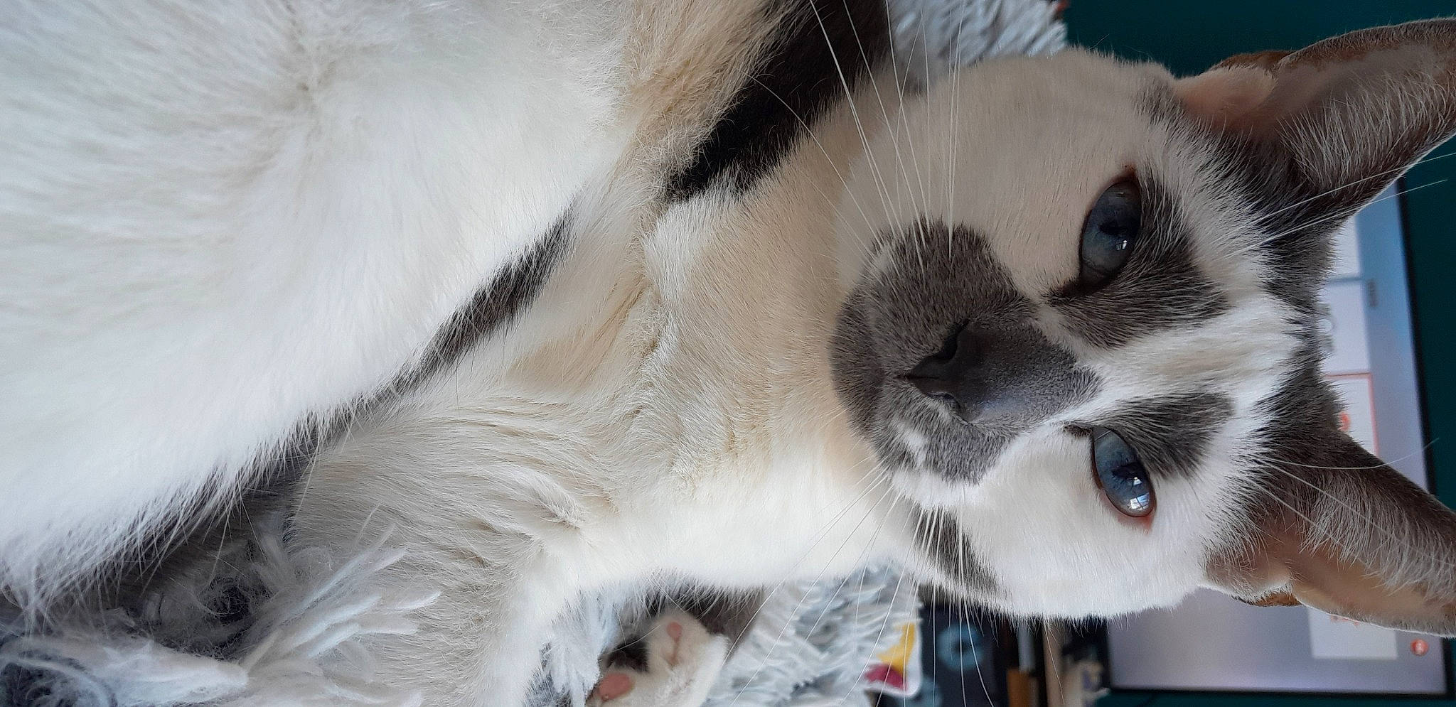 Martin a rejoint le concours — aidez-le/la à gagner de superbes lots ! balinese, carnivore, cat, collar, dog_breed, domestic_short_haired_cat, eyelash, fawn, felidae, fur, paw, small_to_medium_sized_cats, snout, tail, terrestrial_animal, thai, whiskers, wildlife