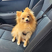 Naya a rejoint le concours — aidez-le/la à gagner de superbes lots ! dog, pomeranian, small_dog, fluffy, golden_fur, long_hair, cute, sitting, car, car_interior, passenger_seat, seatbelt, vehicle, portrait, pet, animal, indoors, happy, looking_at_camera, photogenic