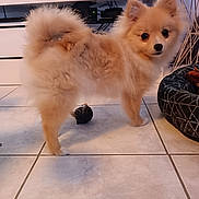 Naya participe au concours pour gagner de l'argent avec cette photo : dog, pomeranian, fluffy, indoor, floor, tile, pet_bed, toy, curious, small_dog, fur, tail, living_room, television, furniture, cute, animal, companion, domestic, pet