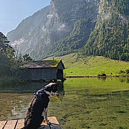 Falkor a rejoint le concours — aidez-le/la à gagner de superbes lots ! animal, calm, canine, daylight, dock, dog, forest, grass, greenery, lake, landscape, mountain, nature, outdoor, peaceful, reflection, scenic, sky, water, wood