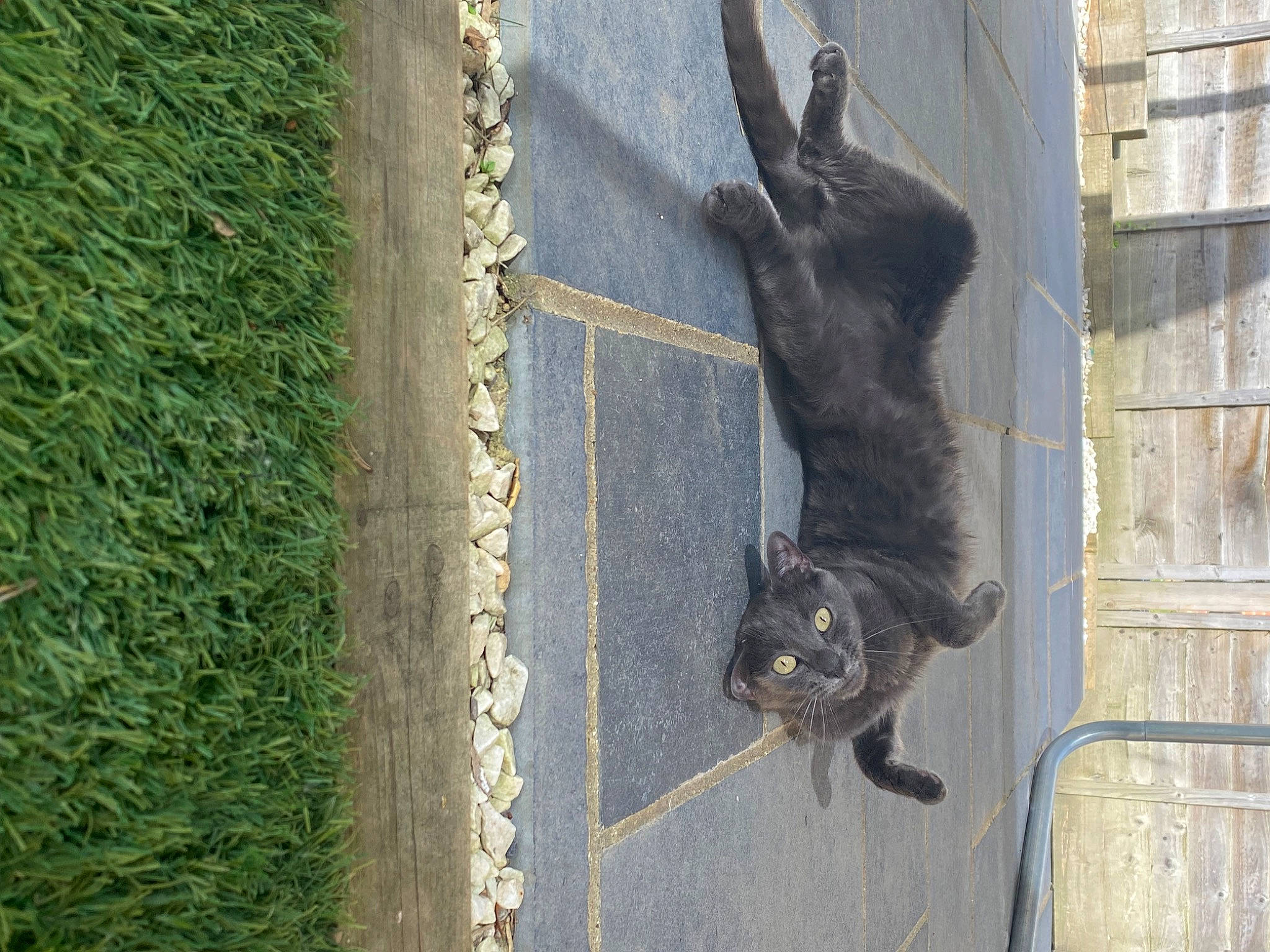 Fizzy is registered to the contest to win money with this photo: asphalt, black_cat, carnivore, cat, dog_breed, domestic_short_haired_cat, felidae, grass, groundcover, mammal, road_surface, small_to_medium_sized_cats, snout, sporting_group, tail, tar, terrestrial_animal, tree, vertebrate, whiskers