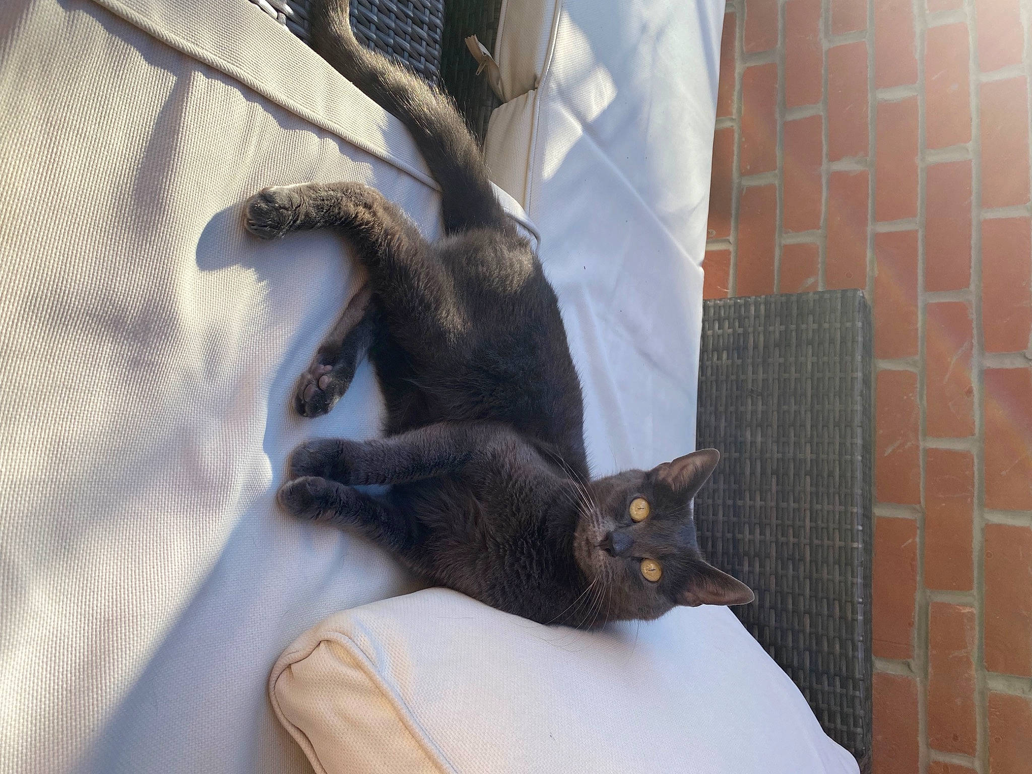 Fizzy is registered to the contest to win money with this photo: bed, bedding, canidae, carnivore, cat, claw, comfort, domestic_short_haired_cat, fawn, felidae, fur, gesture, grey, linens, paw, small_to_medium_sized_cats, snout, tail, vertebrate, whiskers