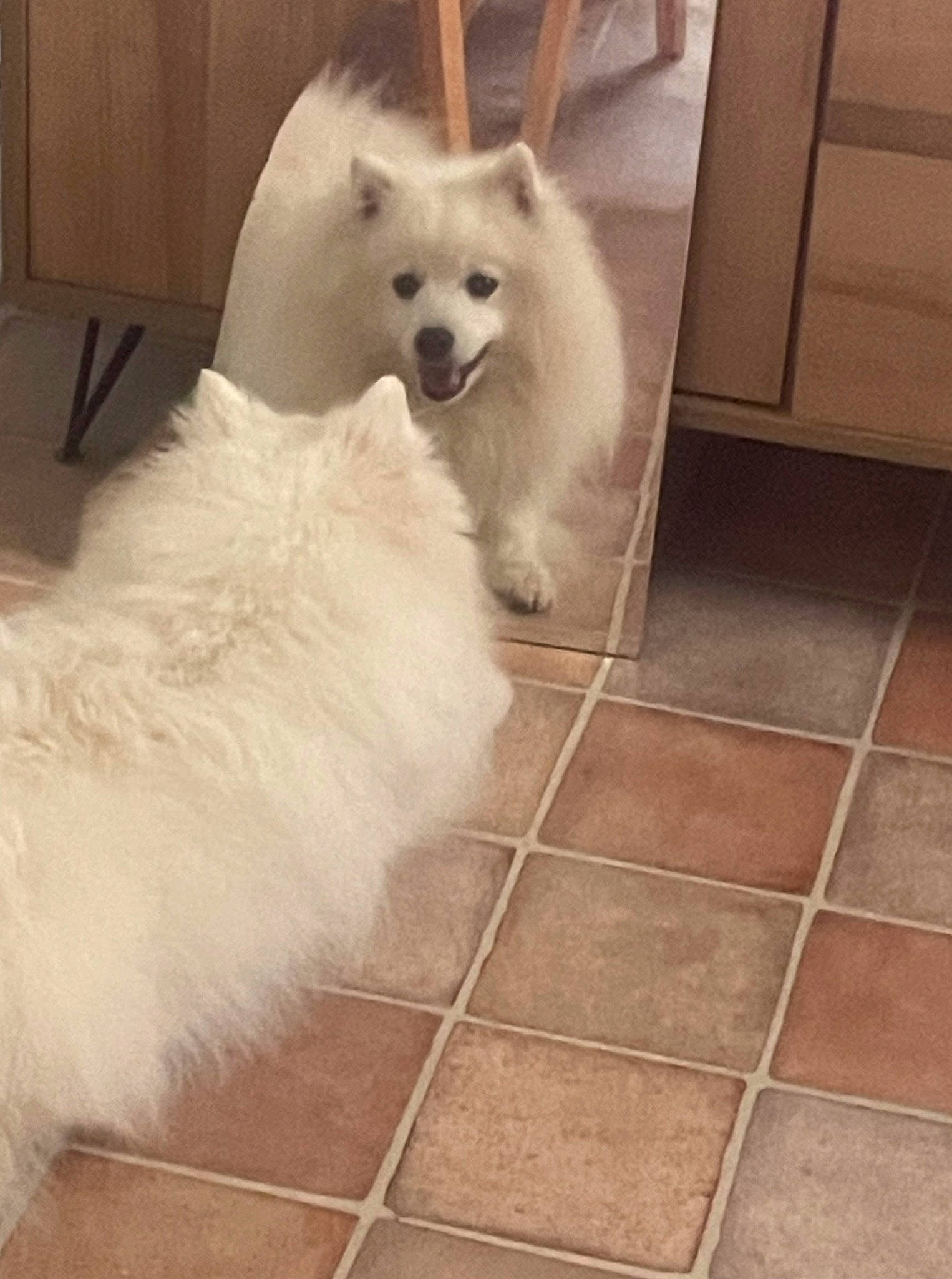 Ukita participe au concours pour gagner de l'argent avec cette photo : ancient_dog_breeds, canidae, carnivore, companion_dog, dog, dog_breed, flooring, fur, giant_dog_breed, hardwood, maltepoo, metal, non_sporting_group, snout, sporting_group, tail, tile_flooring, toy_dog, wood, working_animal