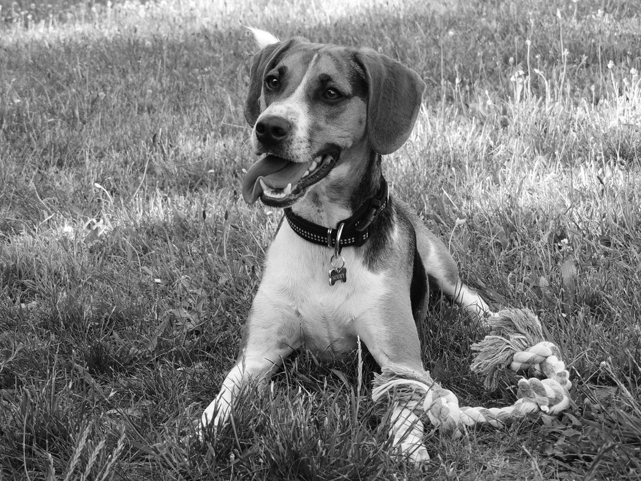 Nouky a rejoint le concours — aidez-le/la à gagner de superbes lots ! ball, canidae, carnivore, companion_dog, dog, dog_breed, fawn, grass, grassland, gun_dog, hound, monochrome, monochrome_photography, plant, prairie, snout, sporting_group, terrestrial_animal, whiskers, working_animal