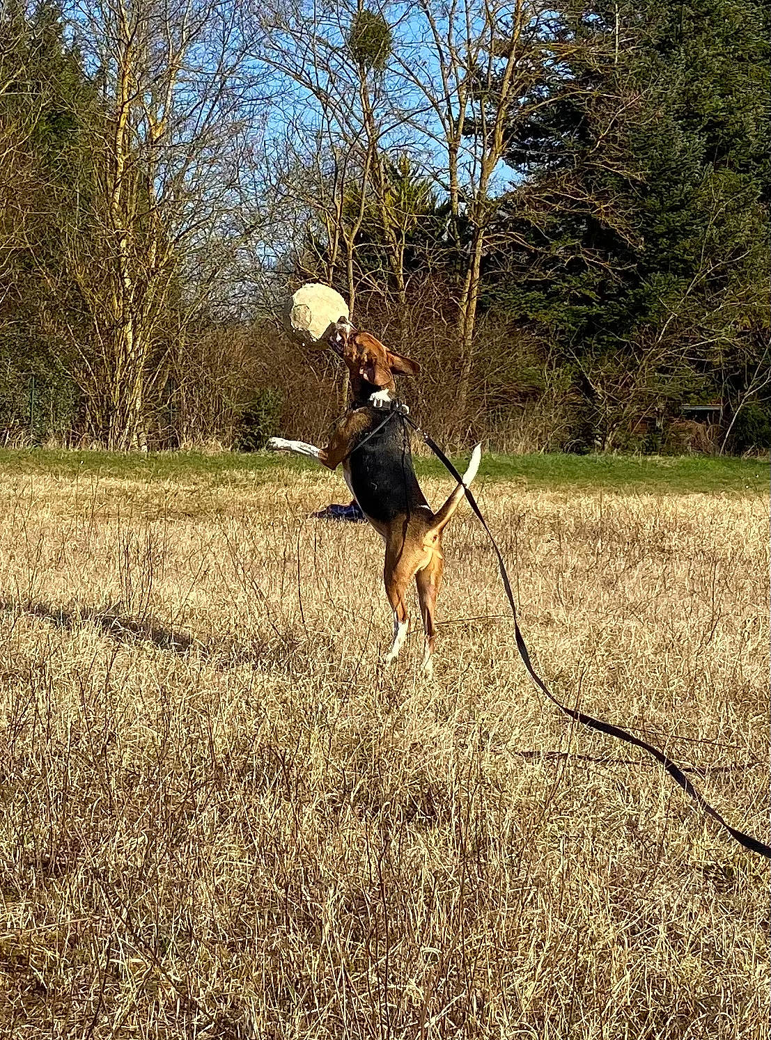 Nouky participe au concours pour gagner de l'argent avec cette photo : carnivore, dog, dog_breed, field, grass, grass_family, grassland, landscape, leash, meadow, pasture, people_in_nature, plant, prairie, recreation, sky, soil, sporting_group, tree, working_animal