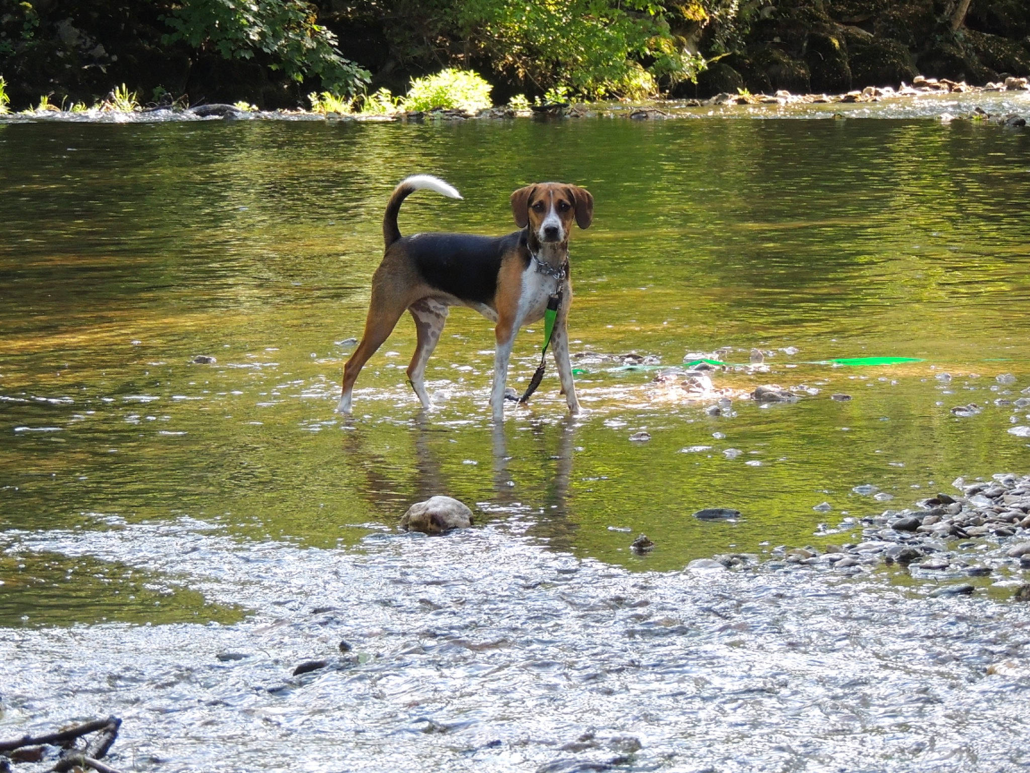 Nouky participe au concours pour gagner de l'argent avec cette photo : bank, carnivore, dog, dog_breed, fawn, forest, grass, gun_dog, lacustrine_plain, lake, natural_landscape, plant, reservoir, sporting_group, stream, tail, tree, water, water_resources, working_animal