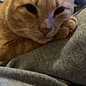 Drep is registered to the contest to win money with this photo: cat, ginger_cat, close_up, resting, whiskers, soft_fabric, indoor, pet, animal, feline, cute, cozy, portrait, relaxed, sleepy, domestic_cat, face, fur, ears, nose