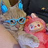 Drep joined the competition — help win amazing prizes! cat, glasses, headphones, plush_toy, pink, blue, cuddling, cute, feline, relaxed, indoor, toy, accessory, cozy, pet, animal, closeup, face, whiskers, ears