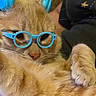 cat, orange_cat, glasses, headphones, pet, cute, fluffy, paw, ears, whiskers, indoor, closeup, relaxed, animal, feline, adorable, portrait, accessory, funny, cozy