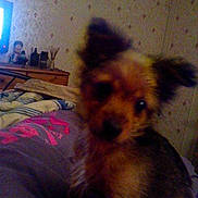 Timy participe au concours pour gagner de l'argent avec cette photo :