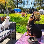 Milo Et Timon a rejoint le concours — aidez-le/la à gagner de superbes lots ! animal, backyard, canine, chair, daylight, dog, garden, green_grass, lawn, looking_up, nature, outdoor, pet, relaxation, shed, summer, sunny, table, two_dogs, wicker_furniture