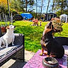 animal, backyard, canine, chair, daylight, dog, garden, green_grass, lawn, looking_up, nature, outdoor, pet, relaxation, shed, summer, sunny, table, two_dogs, wicker_furniture