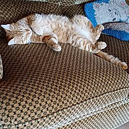 Flash participe au concours pour gagner de l'argent avec cette photo : cat, orange_tabby, sleeping, couch, furniture, pillow, patterned, indoor, relaxation, pet, fur, whiskers, claws, tail, cozy, home, tile_floor, comfort, resting, domestic_animal