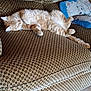 cat, orange_tabby, sleeping, couch, furniture, pillow, patterned, indoor, relaxation, pet, fur, whiskers, claws, tail, cozy, home, tile_floor, comfort, resting, domestic_animal