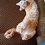 Flash participe au concours pour gagner de l'argent avec cette photo : cat, ginger_cat, fluffy, relaxed, couch, furniture, indoor, pet, animal, tail, whiskers, fur, paw, cute, lying_down, cozy, home, resting, domestic_cat, patterned