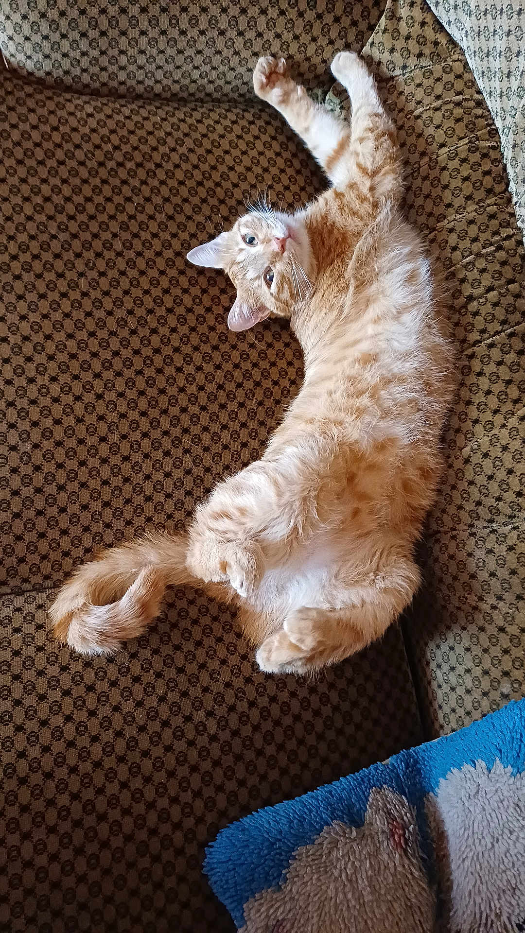 Flash participe au concours pour gagner de l'argent avec cette photo : cat, ginger_cat, fluffy, relaxed, couch, furniture, indoor, pet, animal, tail, whiskers, fur, paw, cute, lying_down, cozy, home, resting, domestic_cat, patterned