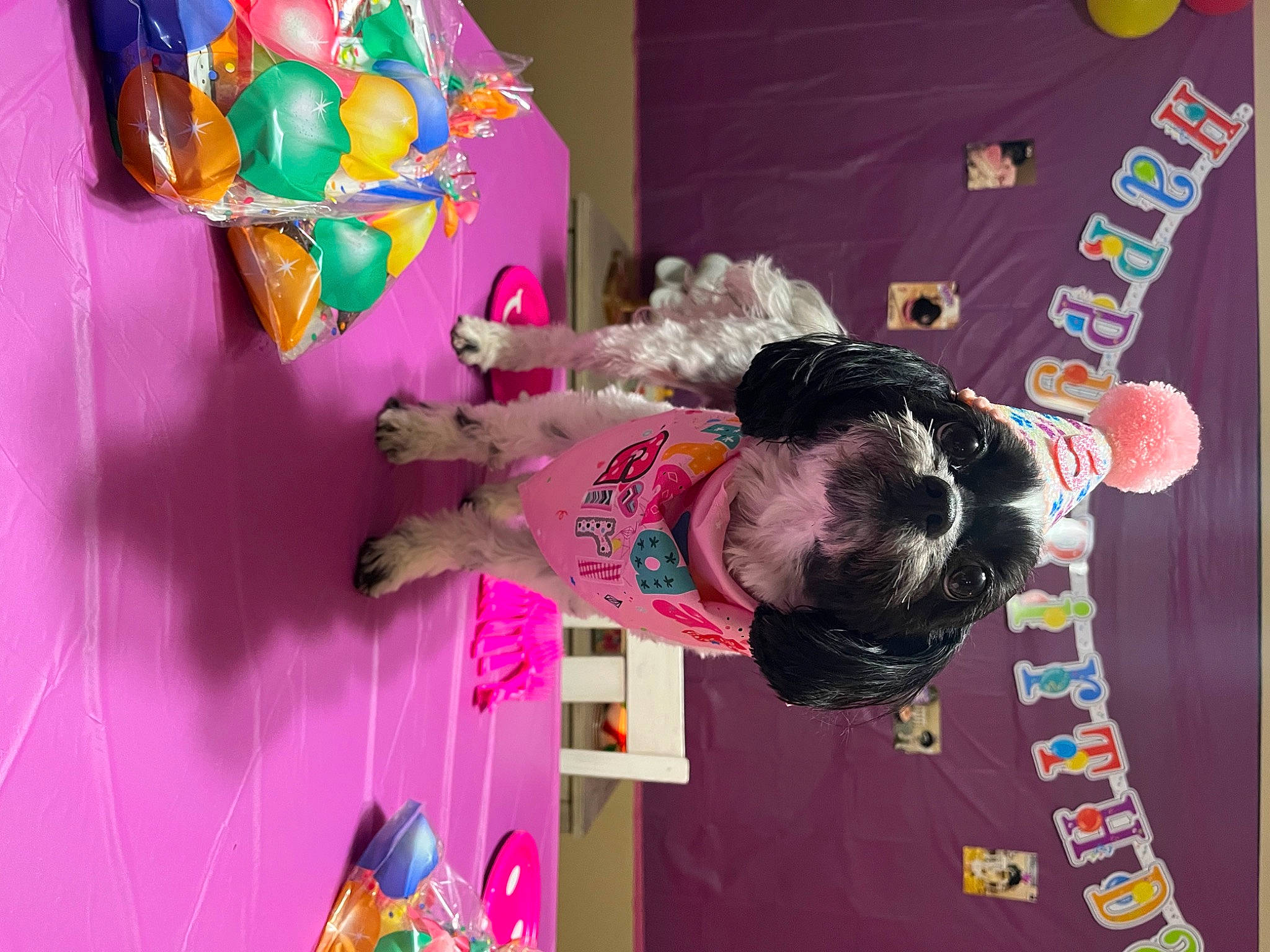 Bella joined the competition — help win amazing prizes! child, event, fun, happy, leisure, magenta, pink, play, room, toddler, visual_arts