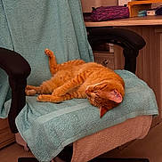 Rouky a rejoint le concours — aidez-le/la à gagner de superbes lots ! animal, cat, cat_nap, chair, comfort, cozy, desk, furniture, home, indoor, office_chair, orange_cat, orange_fur, pencil_case, pet, relaxing, resting, sleeping, towel, wooden_furniture