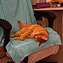 animal, cat, cat_nap, chair, comfort, cozy, desk, furniture, home, indoor, office_chair, orange_cat, orange_fur, pencil_case, pet, relaxing, resting, sleeping, towel, wooden_furniture