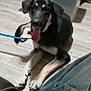 Chase is registered to the contest to win money with this photo: dog, leash, tongue_out, floor, wooden_floor, indoor, table, chair, person, living_room, black_dog, tan_markings, sitting, relaxed, furniture, household_items, casual, home, pet, domestic