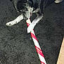 dog, black_dog, chewing, toy, candy_cane, carpet, black_carpet, paw, floor, indoor, pet, animal, household, play, resting, canine, fur, muzzle, chew_toy, lying_down