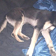 Chase is registered to the contest to win money with this photo: dog, lying_down, collar, black_and_tan, indoor, blanket, bag, fabric, resting, pet, canine, fur, paw, relaxed, blue, sleepy, comfort, domestic_animal, animal, bedroom