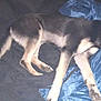 dog, lying_down, collar, black_and_tan, indoor, blanket, bag, fabric, resting, pet, canine, fur, paw, relaxed, blue, sleepy, comfort, domestic_animal, animal, bedroom