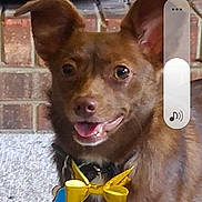 Cocoa joined the competition — help win amazing prizes! dog, brown_dog, bow_tie, pet, indoor, carpet, brick_wall, hearth, happy, tongue_out, animal, small_dog, cute, ears_up, collar, domestic_animal, canine, standing, house, smiling