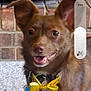 dog, brown_dog, bow_tie, pet, indoor, carpet, brick_wall, hearth, happy, tongue_out, animal, small_dog, cute, ears_up, collar, domestic_animal, canine, standing, house, smiling