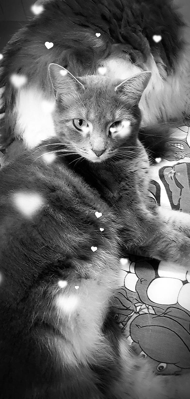 Grisette a rejoint le concours — aidez-le/la à gagner de superbes lots ! art, black_and_white, carnivore, cat, claw, domestic_short_haired_cat, felidae, fur, gesture, monochrome, monochrome_photography, paw, photography, sitting, small_to_medium_sized_cats, snout, style, tail, terrestrial_animal, whiskers